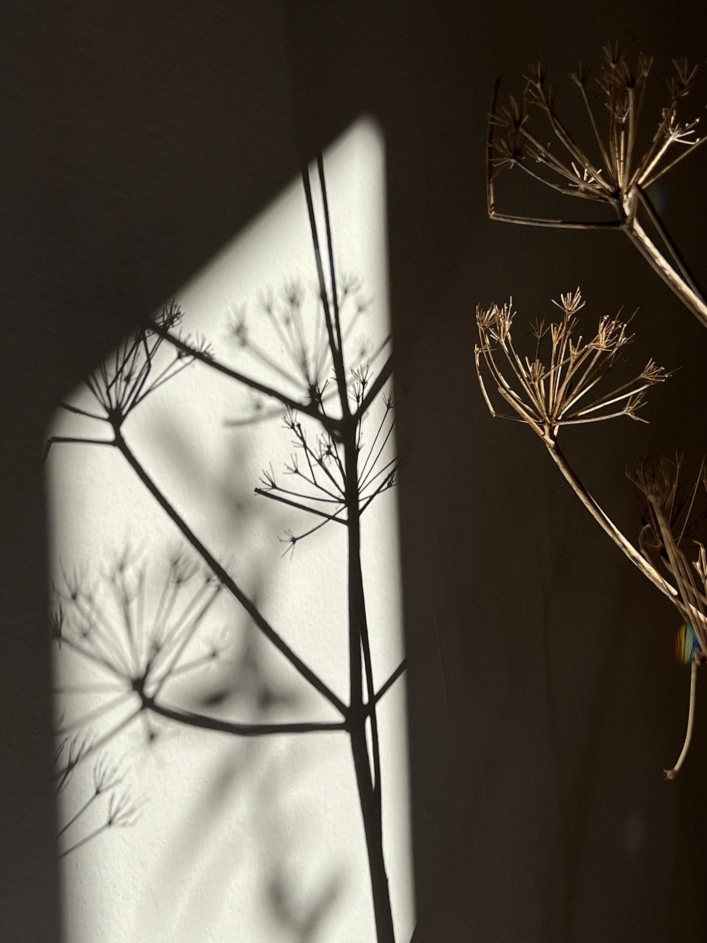 Da oggi condivido soprattutto nel mio profilo principale, dove sto portando tutto il mio lavoro, ci&ograve; che amo e che mi abita: yoga, fotografia, ricerca, presenza.
Qui continuer&ograve; a passare, con leggerezza.
Se ti va, mi trovi qui @fulviabe