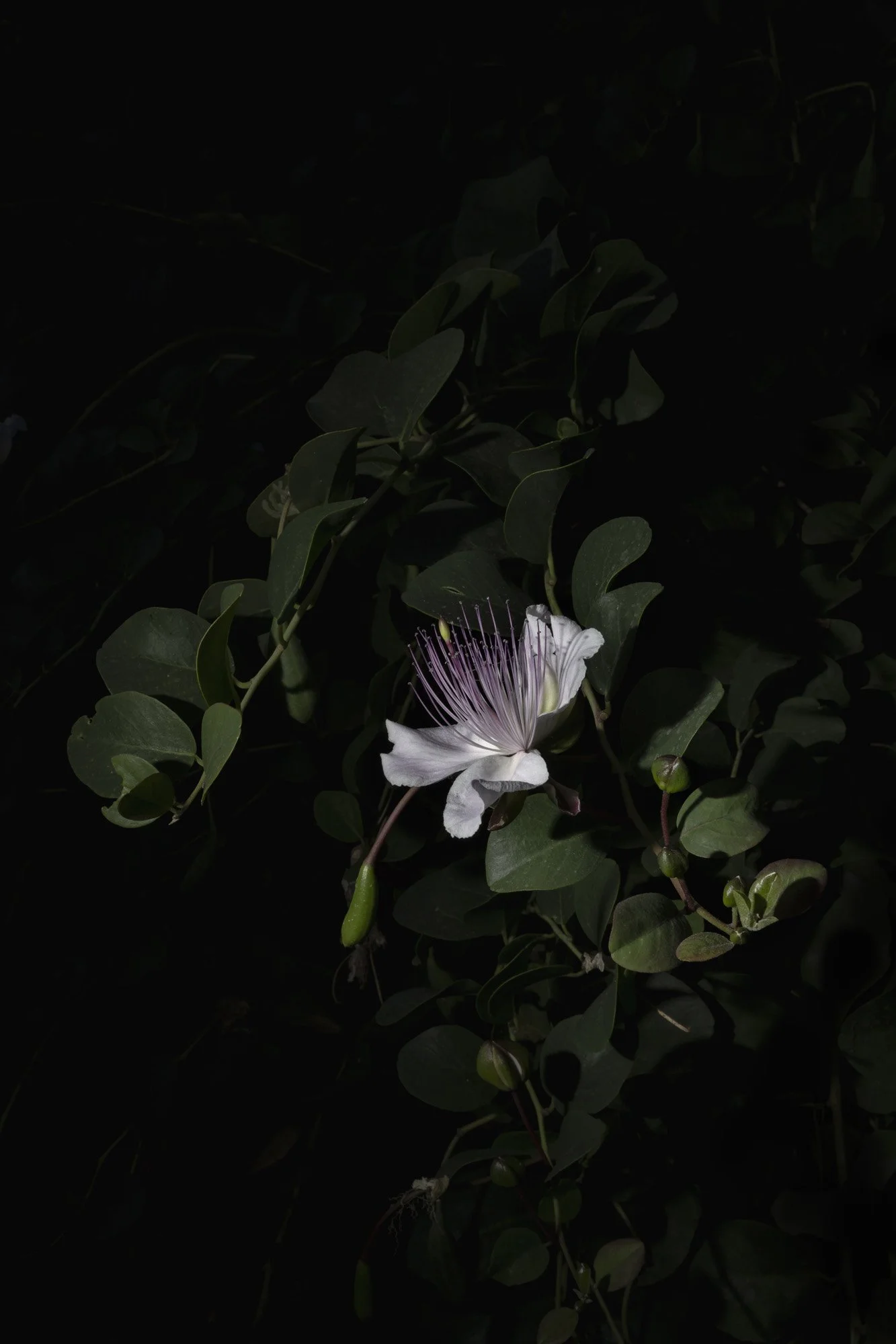 Bernacca_lasciar_crescere_lerba_001 (1).jpg