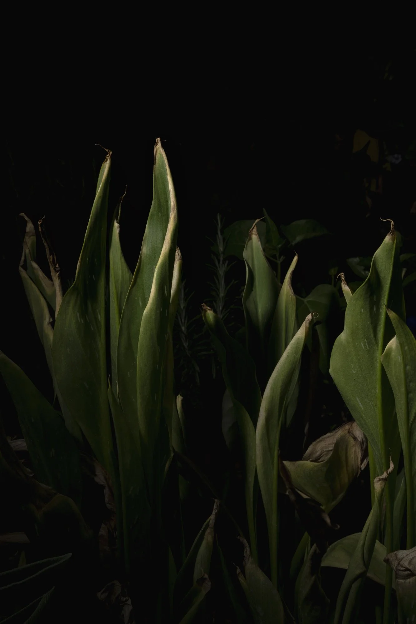 Bernacca_lasciar_crescere_lerba_006 (1).jpg