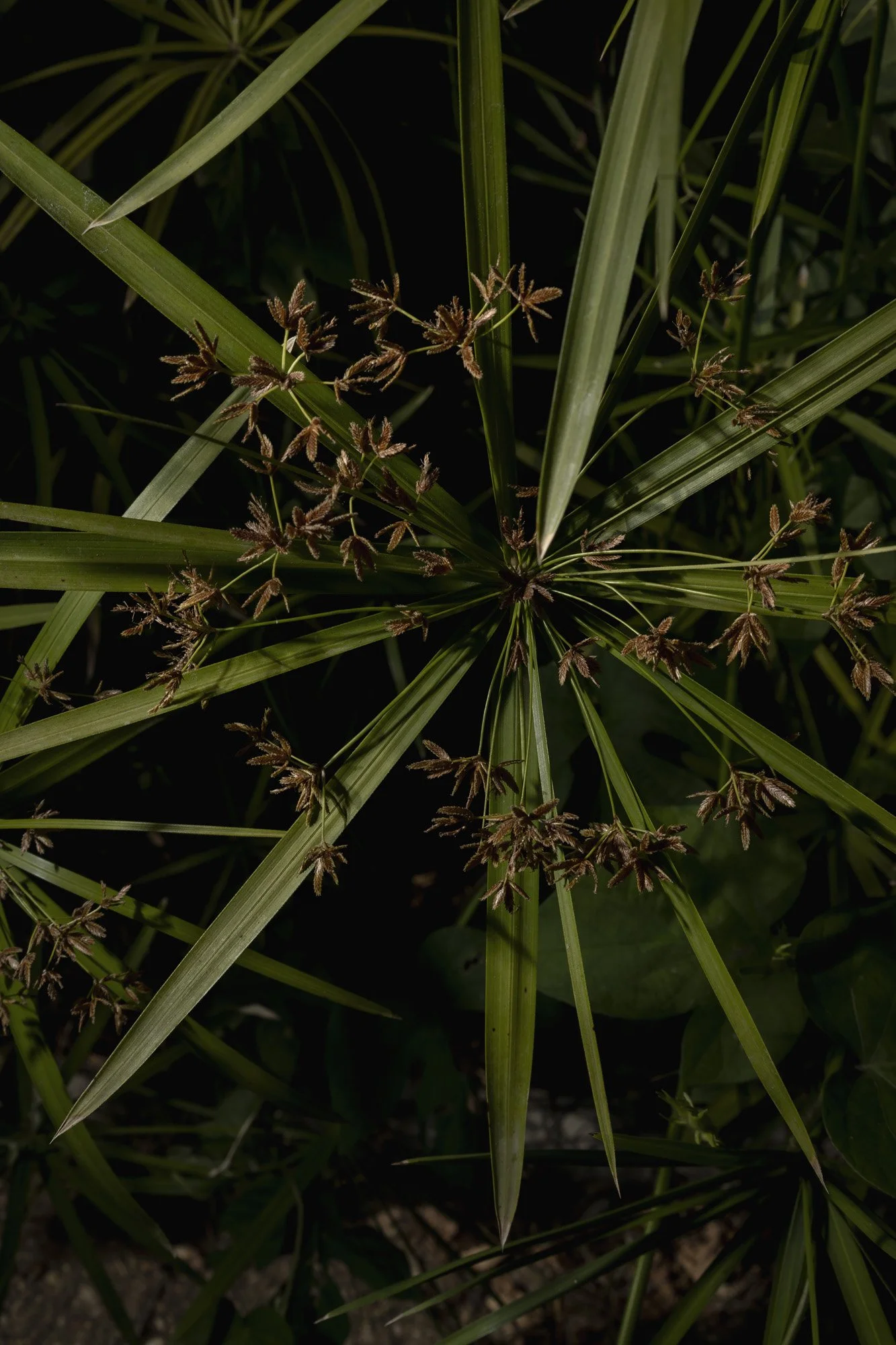 Bernacca_lasciar_crescere_lerba_008 (1).jpg