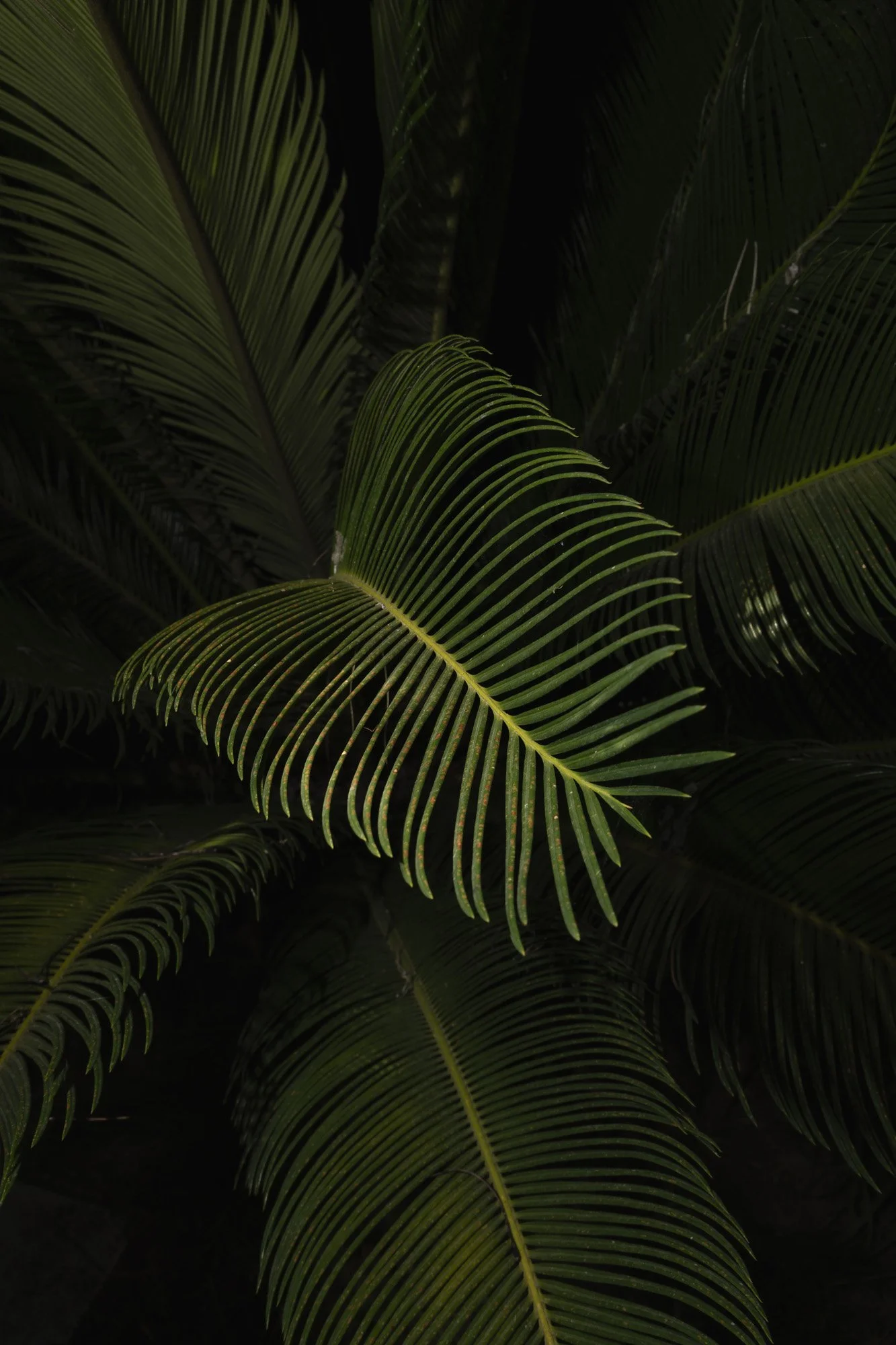 Bernacca_lasciar_crescere_lerba_009 (1).jpg