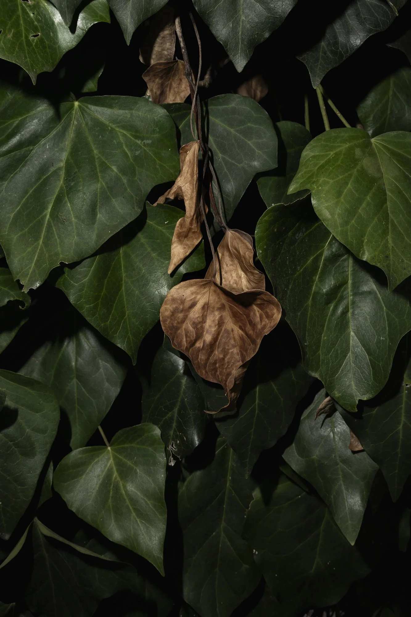 Bernacca_lasciar_crescere_lerba_011 (1).jpg