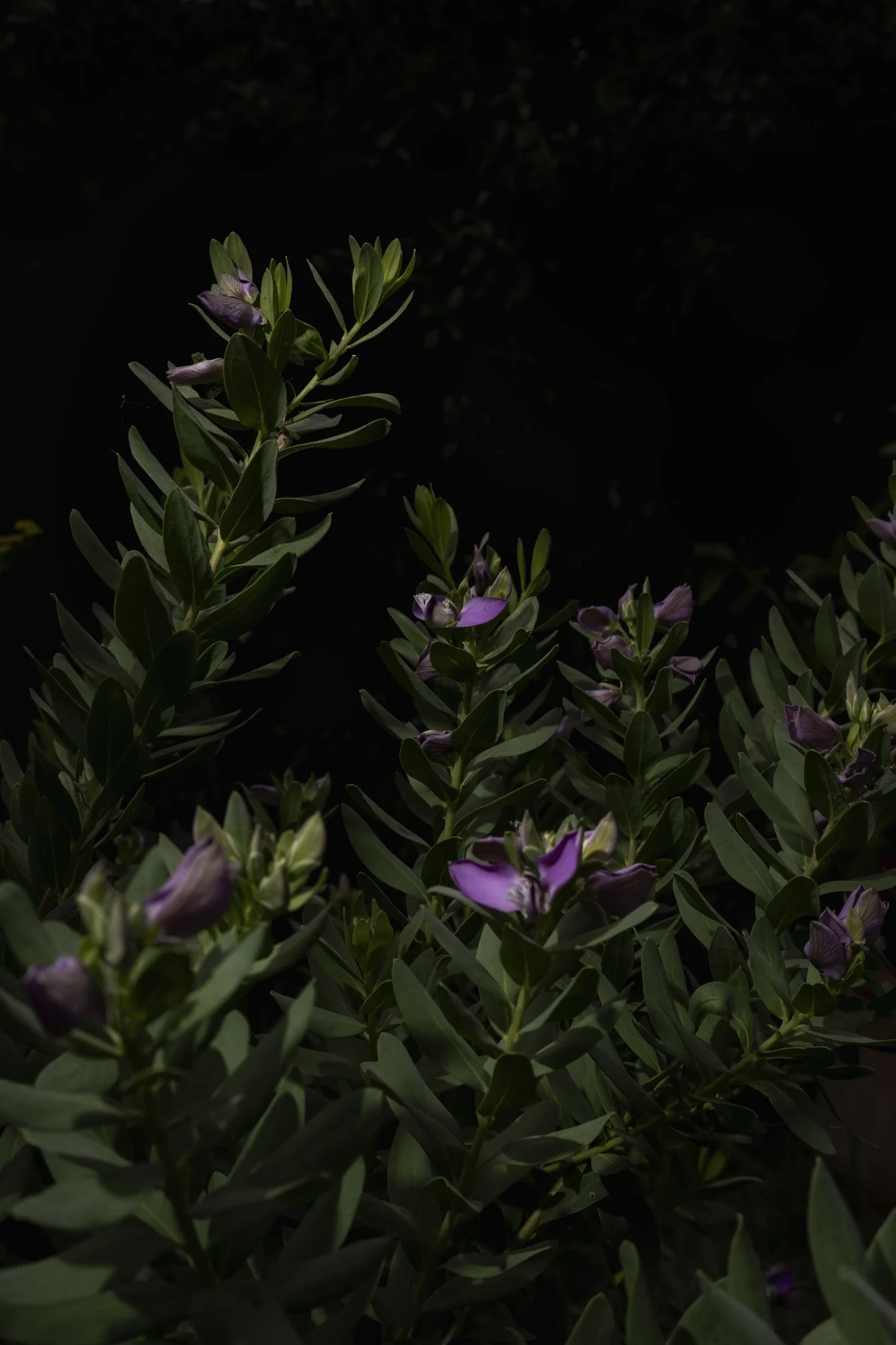 Bernacca_lasciar_crescere_lerba_013 (1).jpg