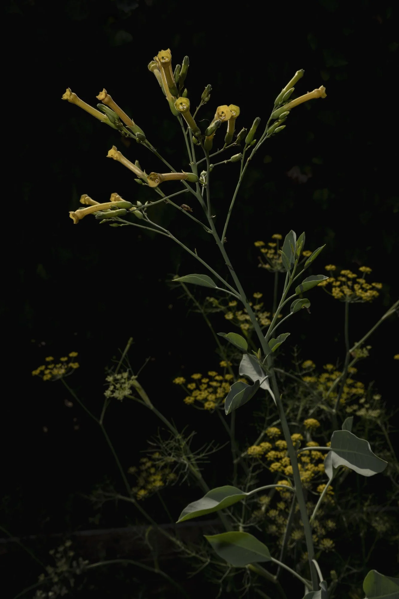 Bernacca_lasciar_crescere_lerba_015 (1).jpg