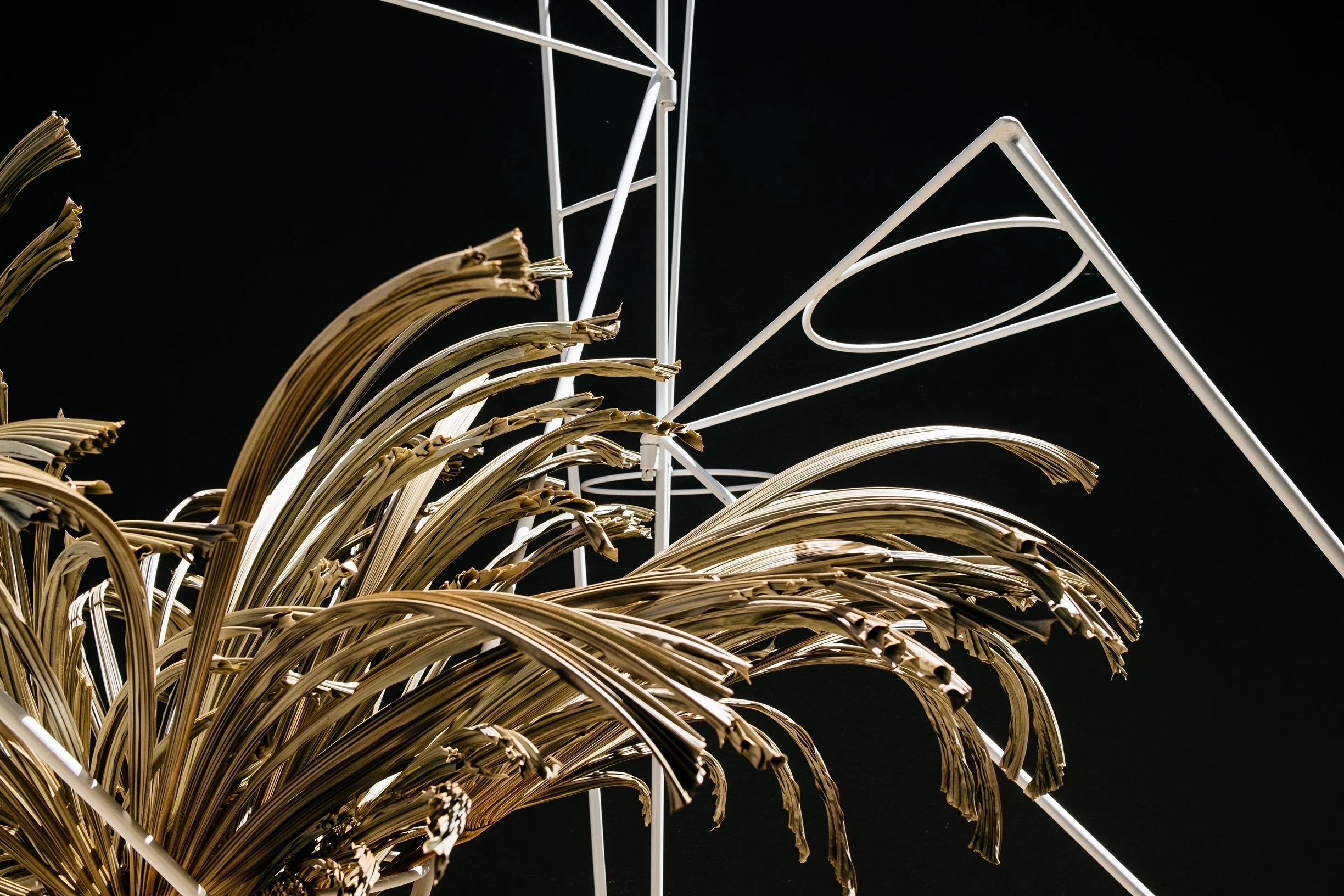 Website_form&fronds 1.JPG