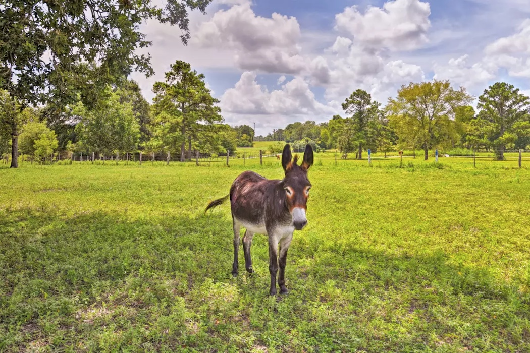Soma Ranch Donkey Sarah copy.jpeg