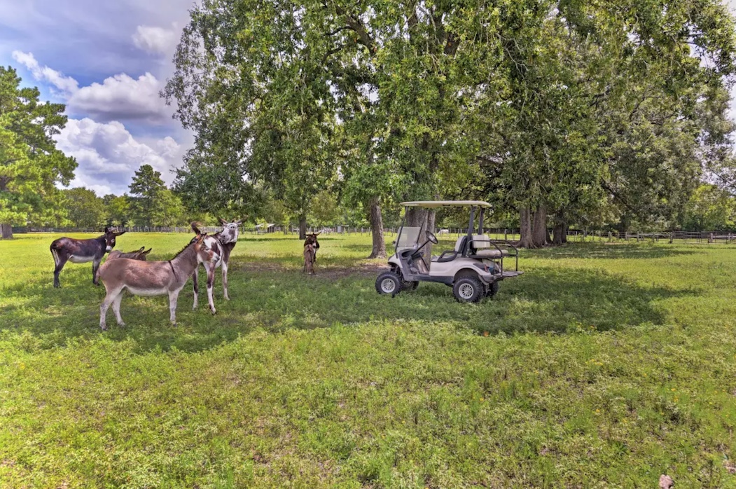 Soma Ranch Donkeys and Cart copy.jpeg