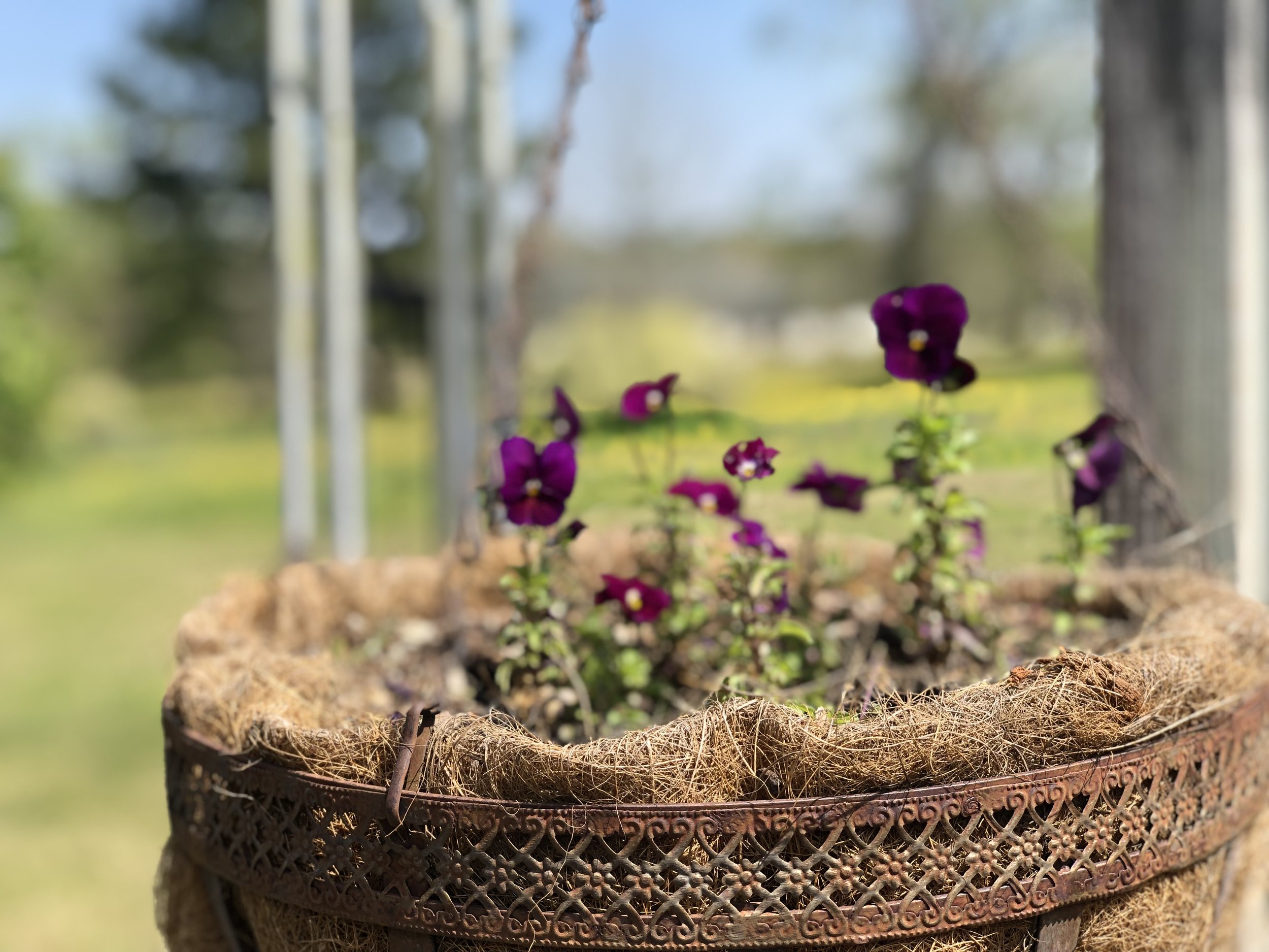 Spring flowers popping up everywhere!