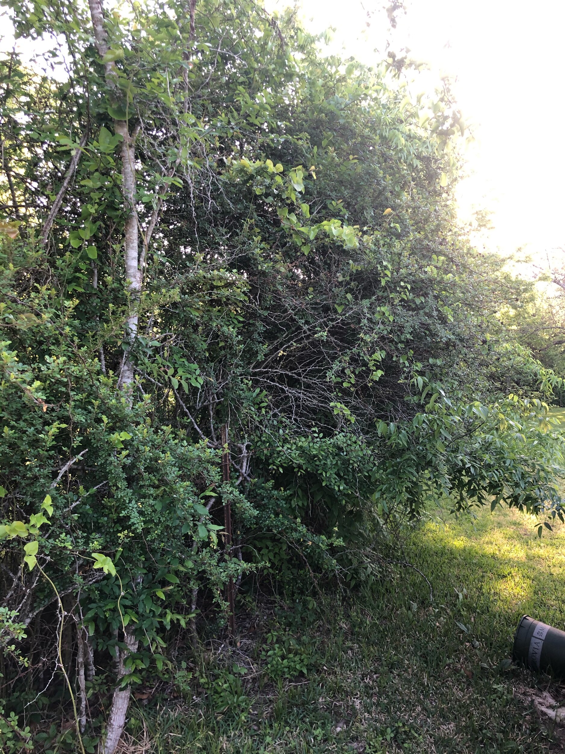IMG_5192.jpeg
