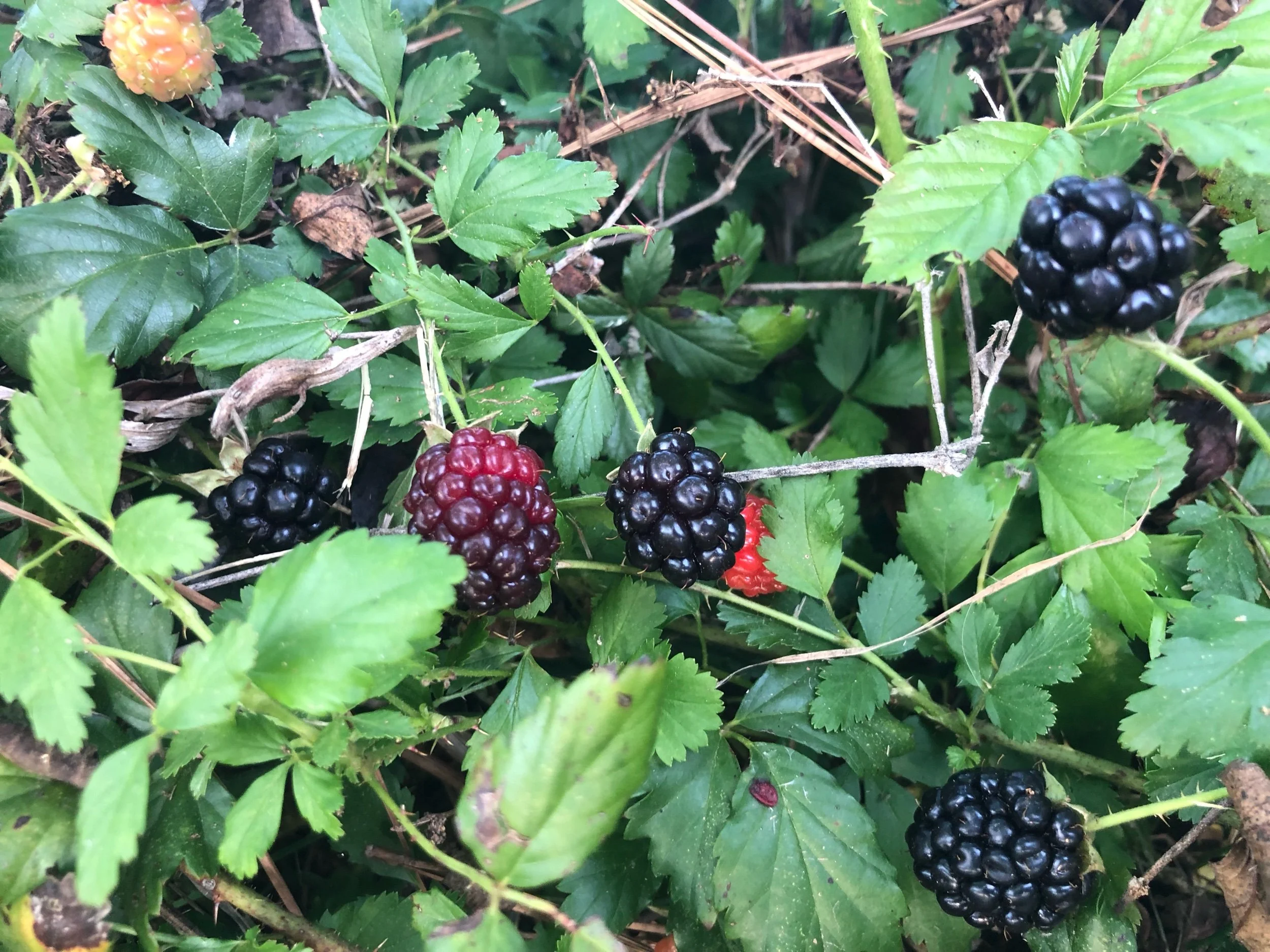 Blackberries for dessert