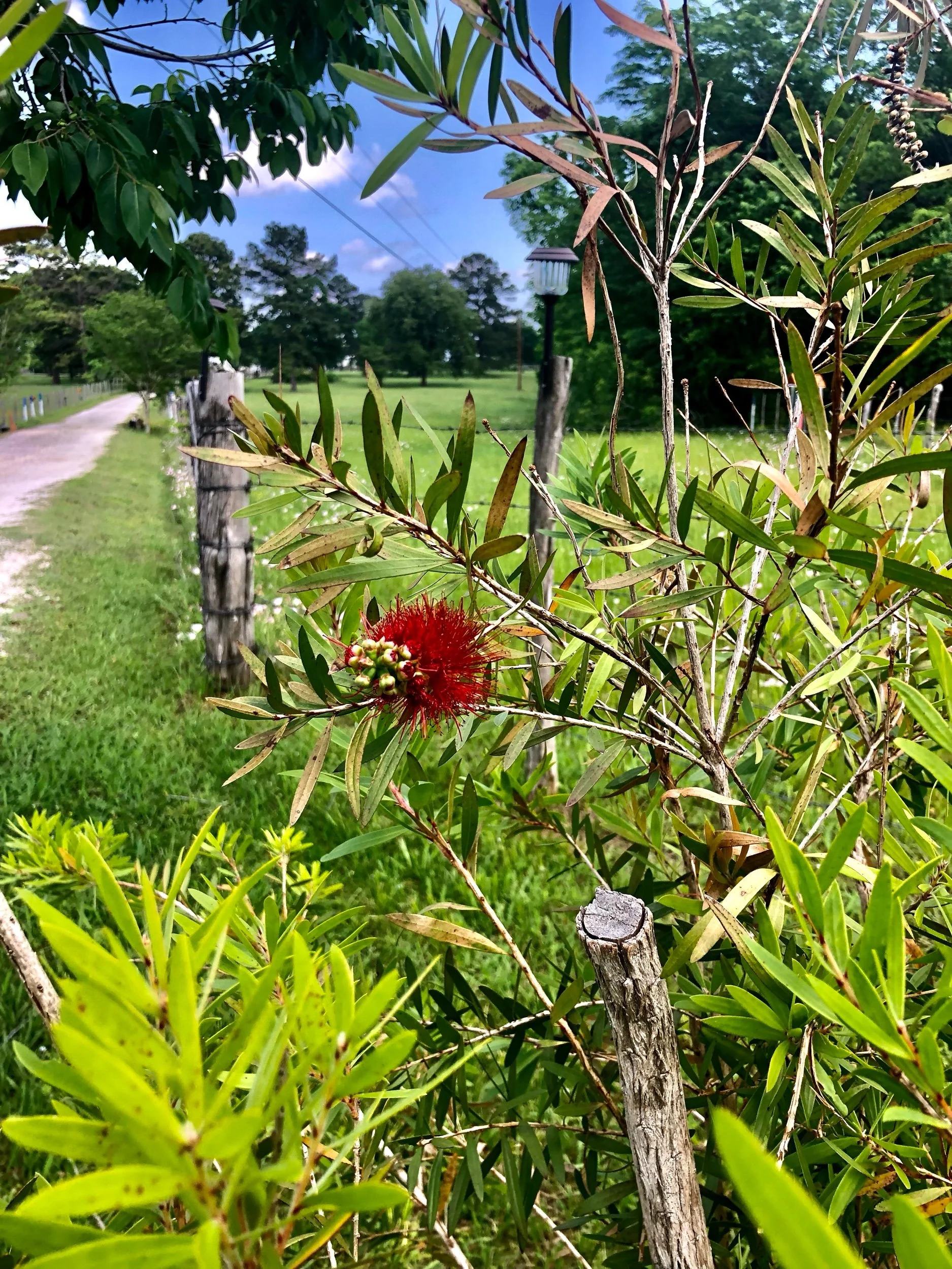 First Sign of Summer