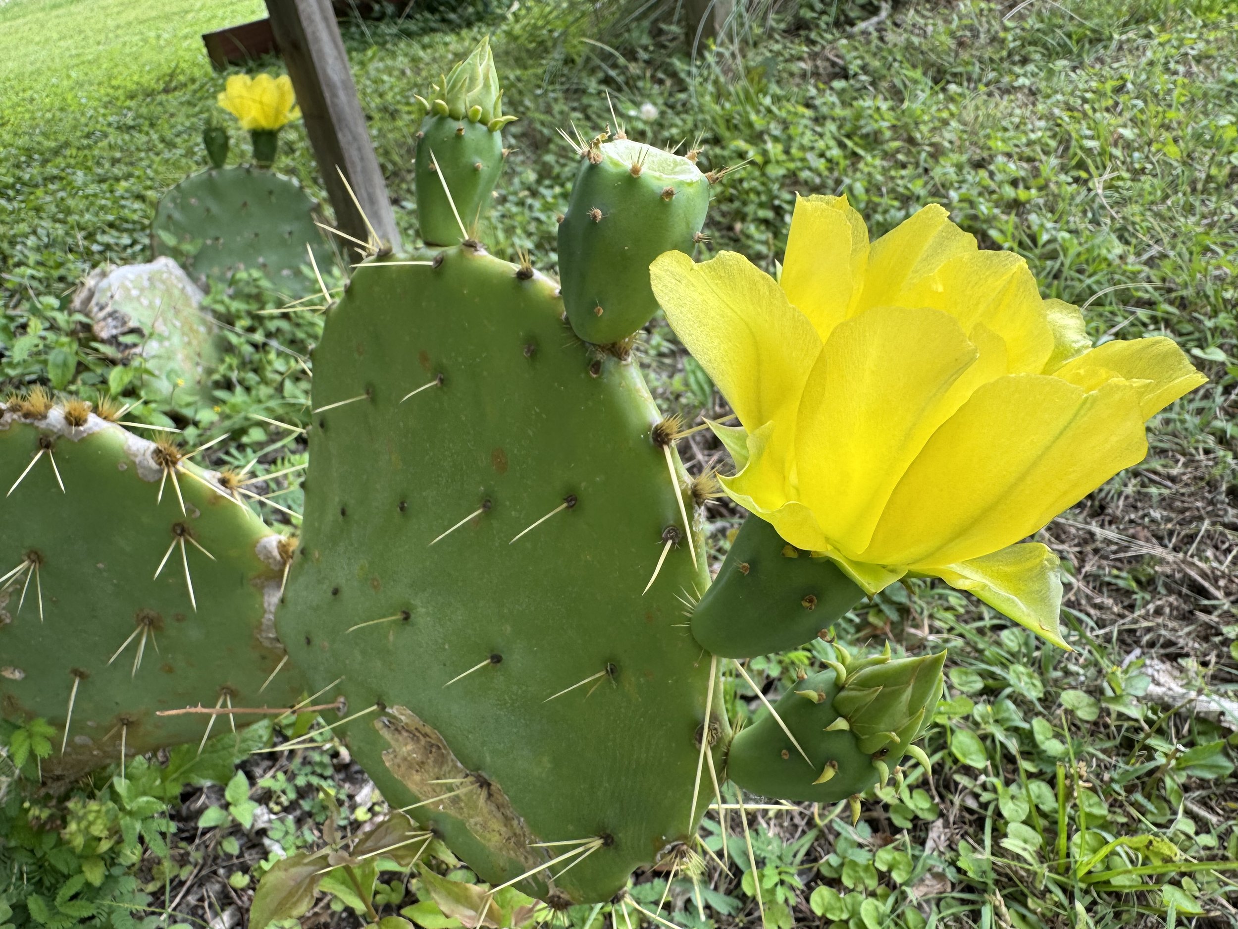 IMG_0805.jpeg