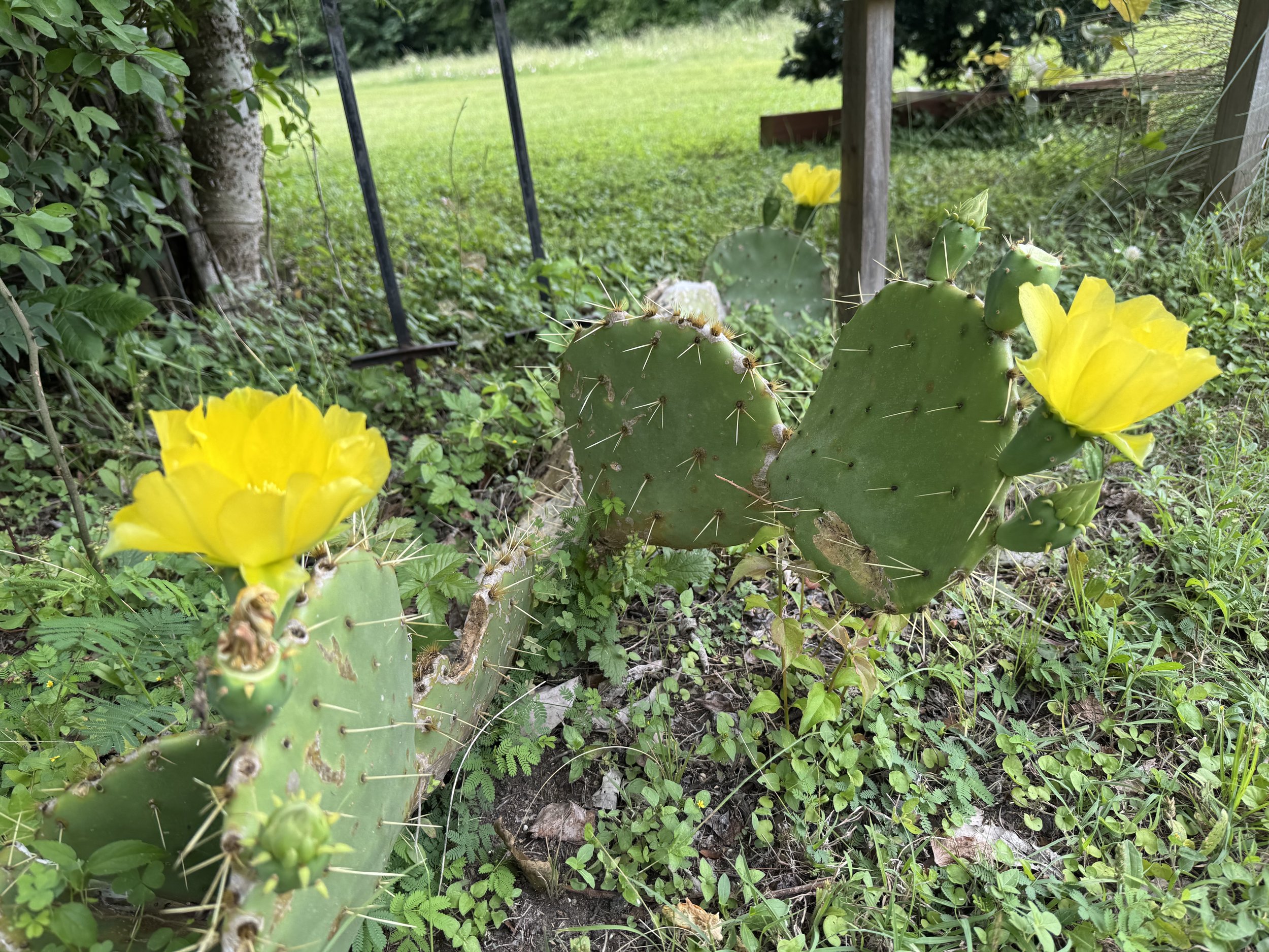 IMG_0802.jpeg