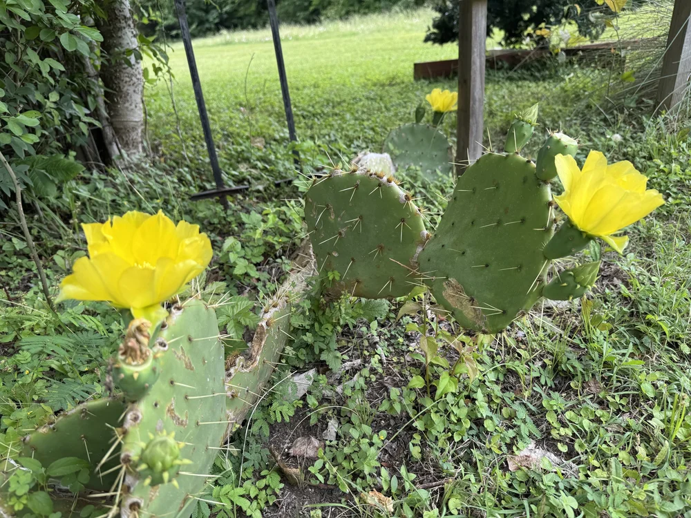 peanut cactus Echinopsis chamaecereus Peanut Cactus