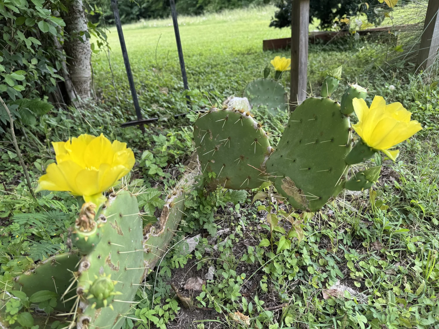 Symbology of Flowering Cactus  Soma Ranch