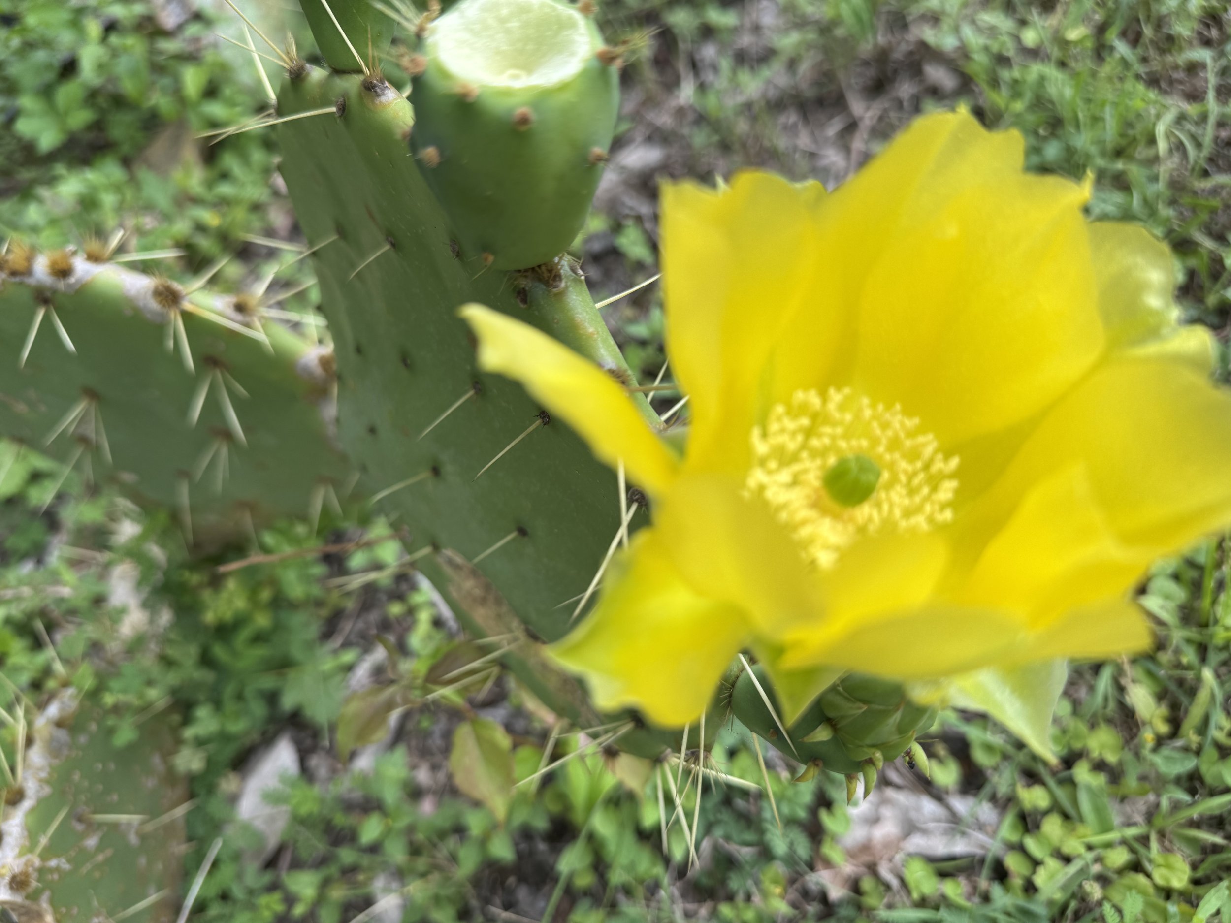 IMG_0807.jpeg