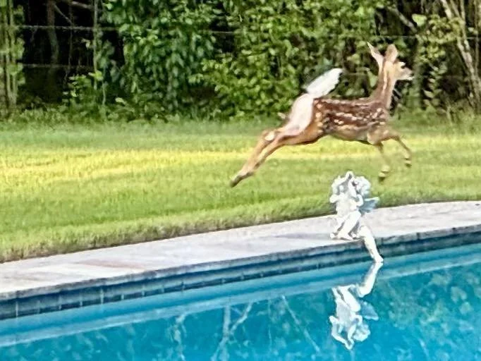 deer 5.jpg