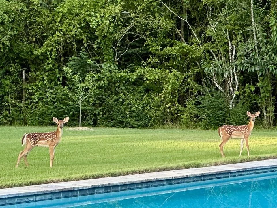 deer 3.jpg