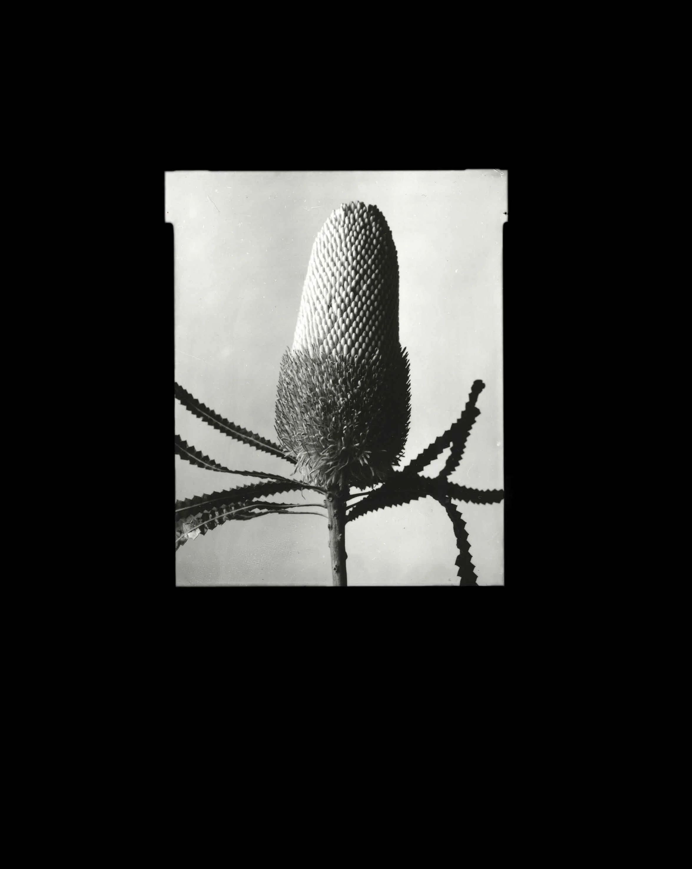 Banksia_Study, After Karl Blossfeldt, 2015.jpg