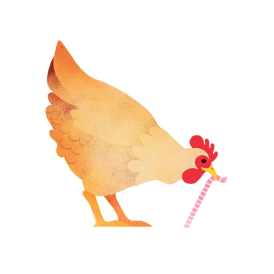 poule et ver copie.jpg
