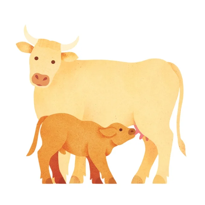 vache et veau seuls copie.jpg