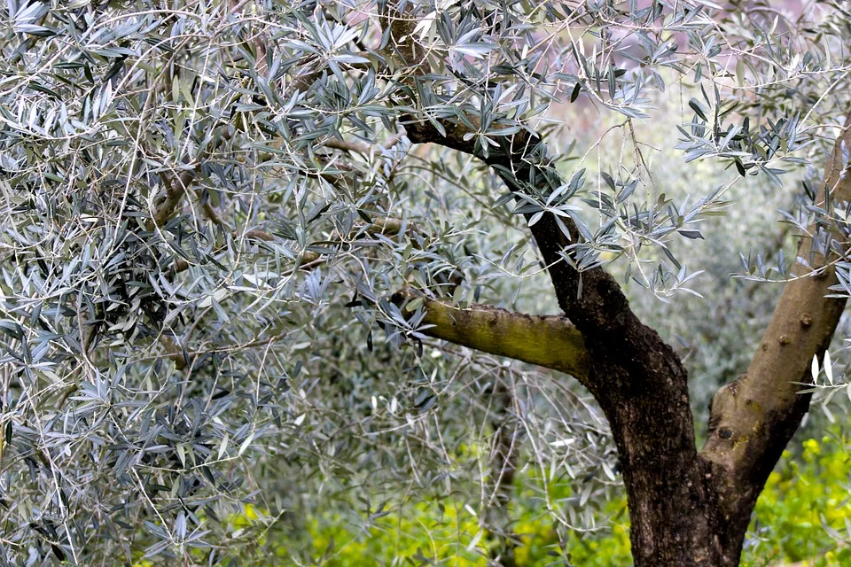 The Boot's Heel - Olive tree.jpg