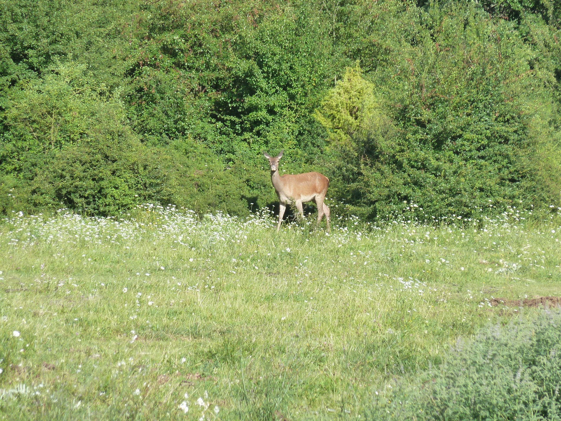 Parco Nazionale d'Abruzzo.jpg