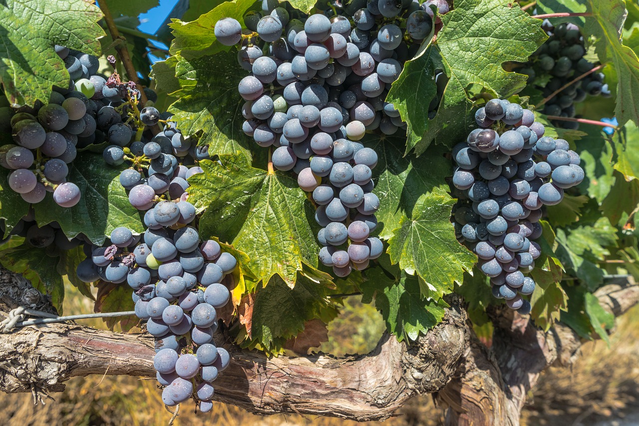 Rioja Harvest.jpg