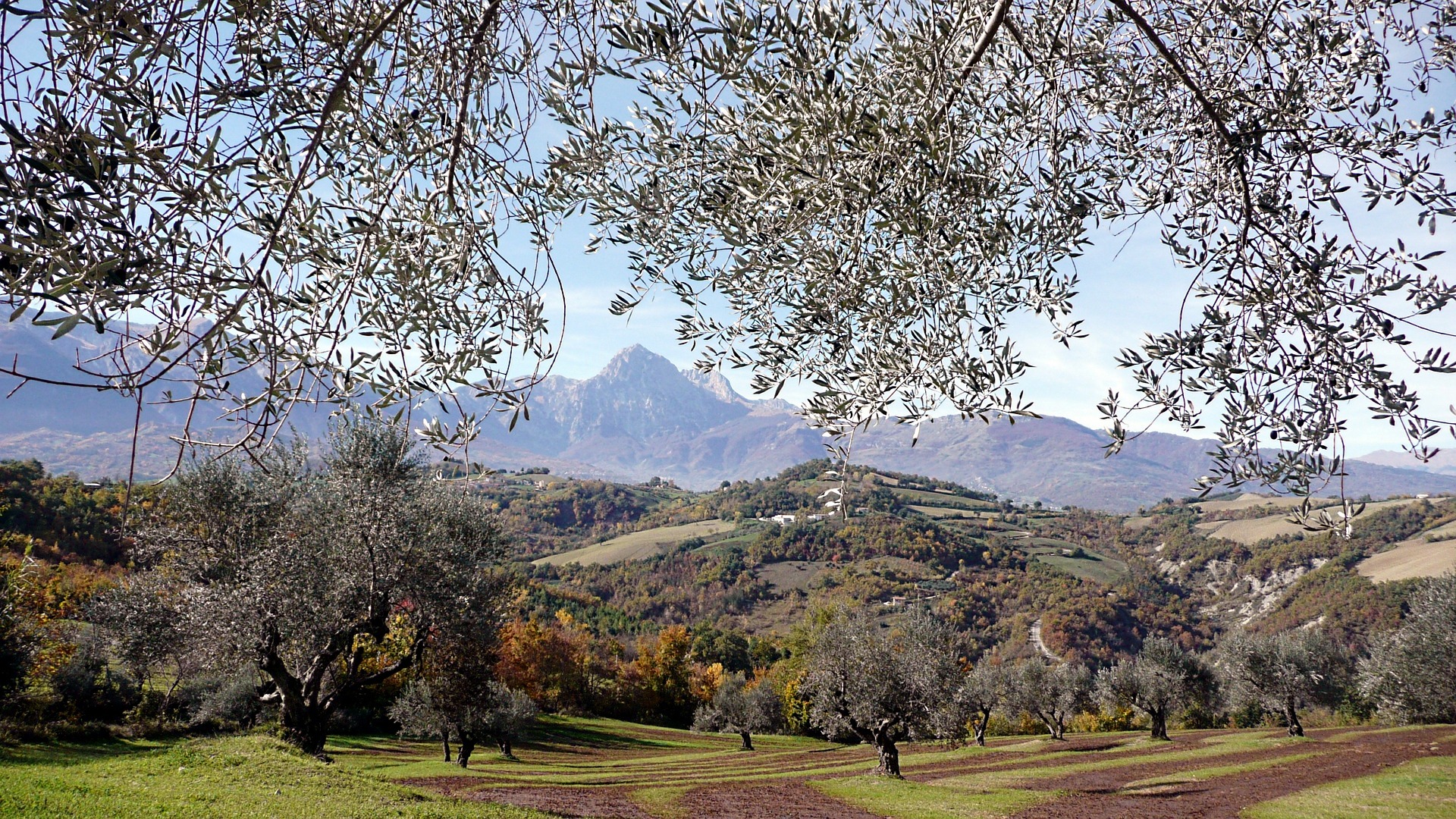 Abruzzo Natural Parks - abruzzo olive trees pix.jpg