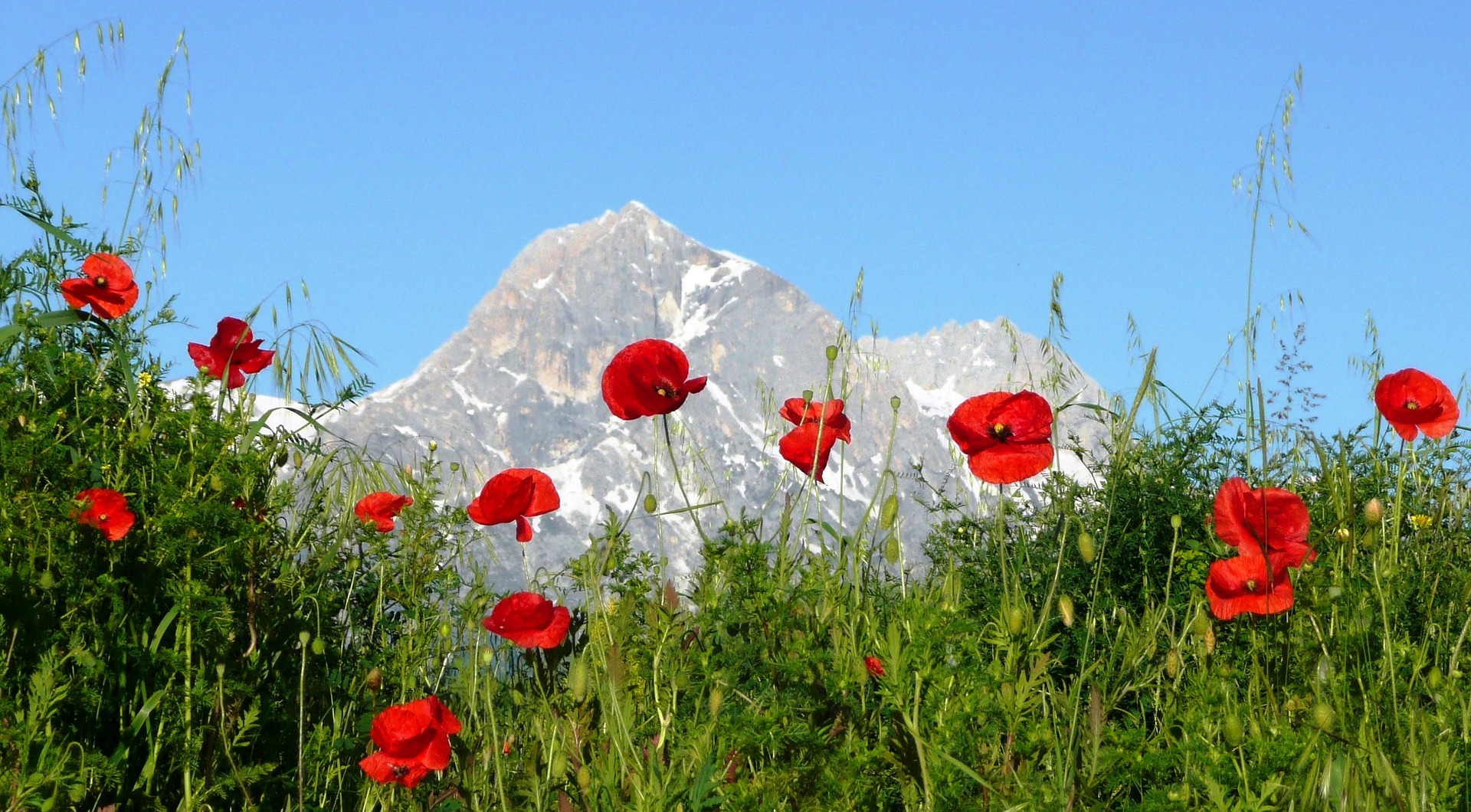 Abruzzo Natural Parks - Papaveri Gran Sasso.jpg