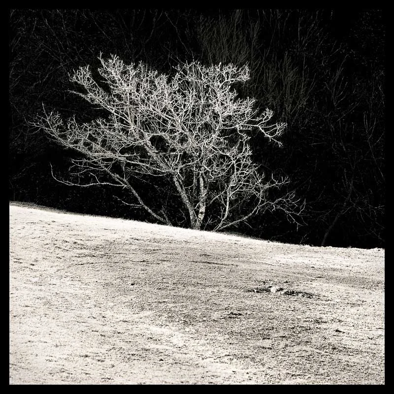 Tree Lines_ 2 --- final_40x40_print_border.jpg