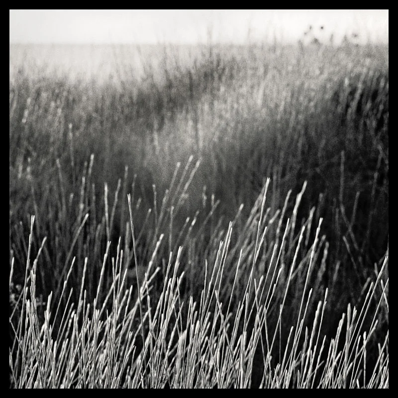 Tree Lines_ 5 --- final_40x40_print_border.jpg