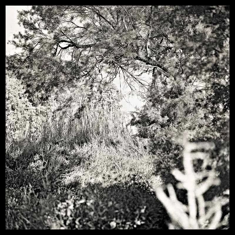 Tree Lines_ 10 --- final_40x40_print.final_border.jpg