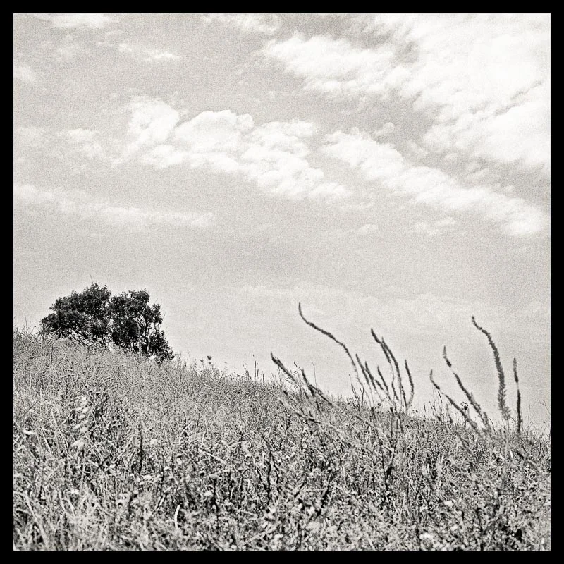 Tree Lines_ 9 --- final_40x40_border.jpg