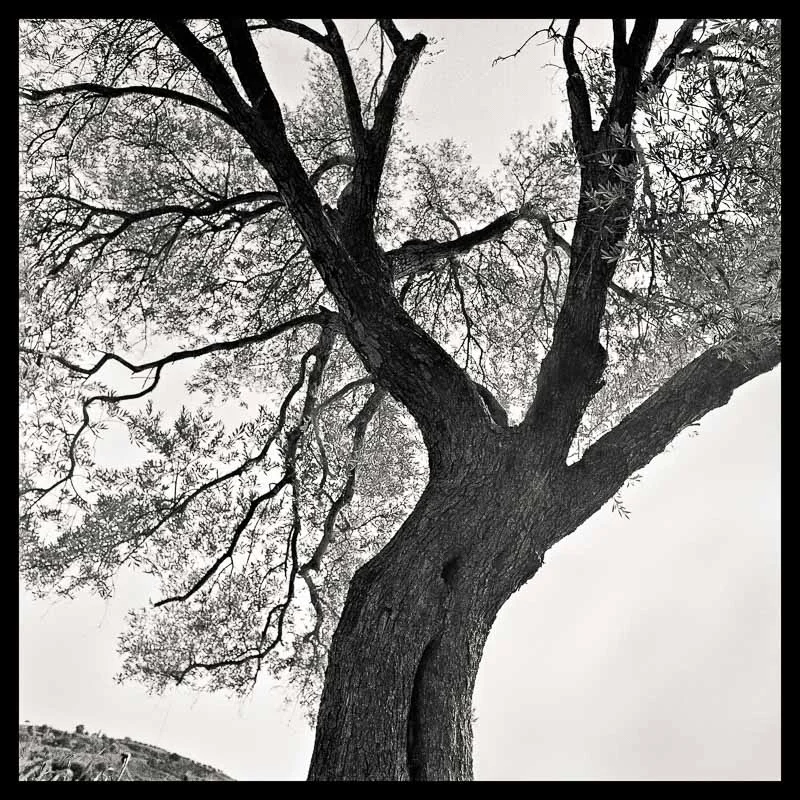 Tree Lines_ 12 --- final_40x40_print.final_border.jpg