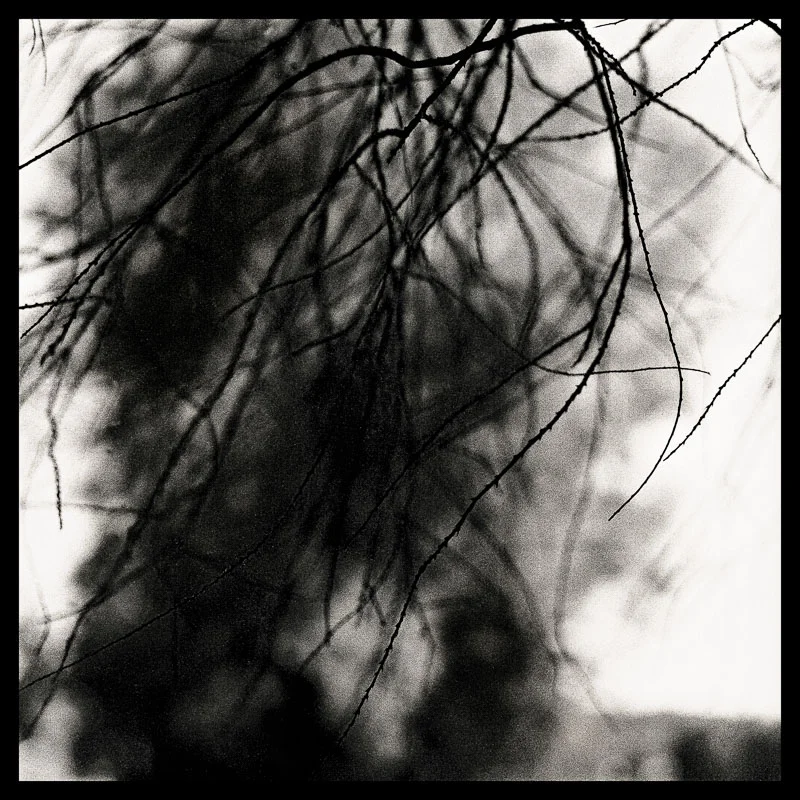 Tree Lines_ 14 --- final_40x40_print-2_border.jpg