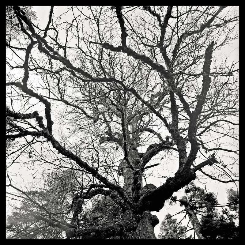 Tree Lines_ 13 --- final_40x40_print_border.jpg