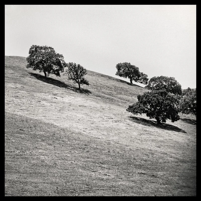 Tree Lines_ 18 --- final_40x40_border.jpg