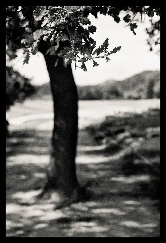 Tree Lines_ 22 --- final_40x40_border.jpg