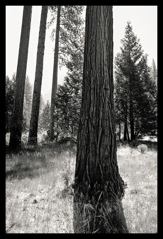 Tree Lines_ 21 --- final_40x40_border.jpg