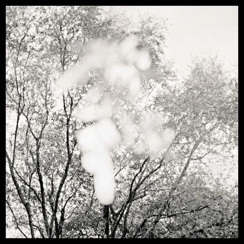 Tree Lines_ 24 --- final_40x40_print.final.lce-sharp-twice.final3_border.jpg