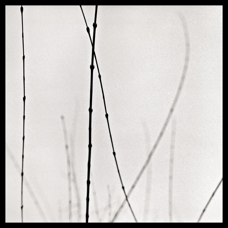 Tree Lines_ 27 --- final_40x40_border.jpg