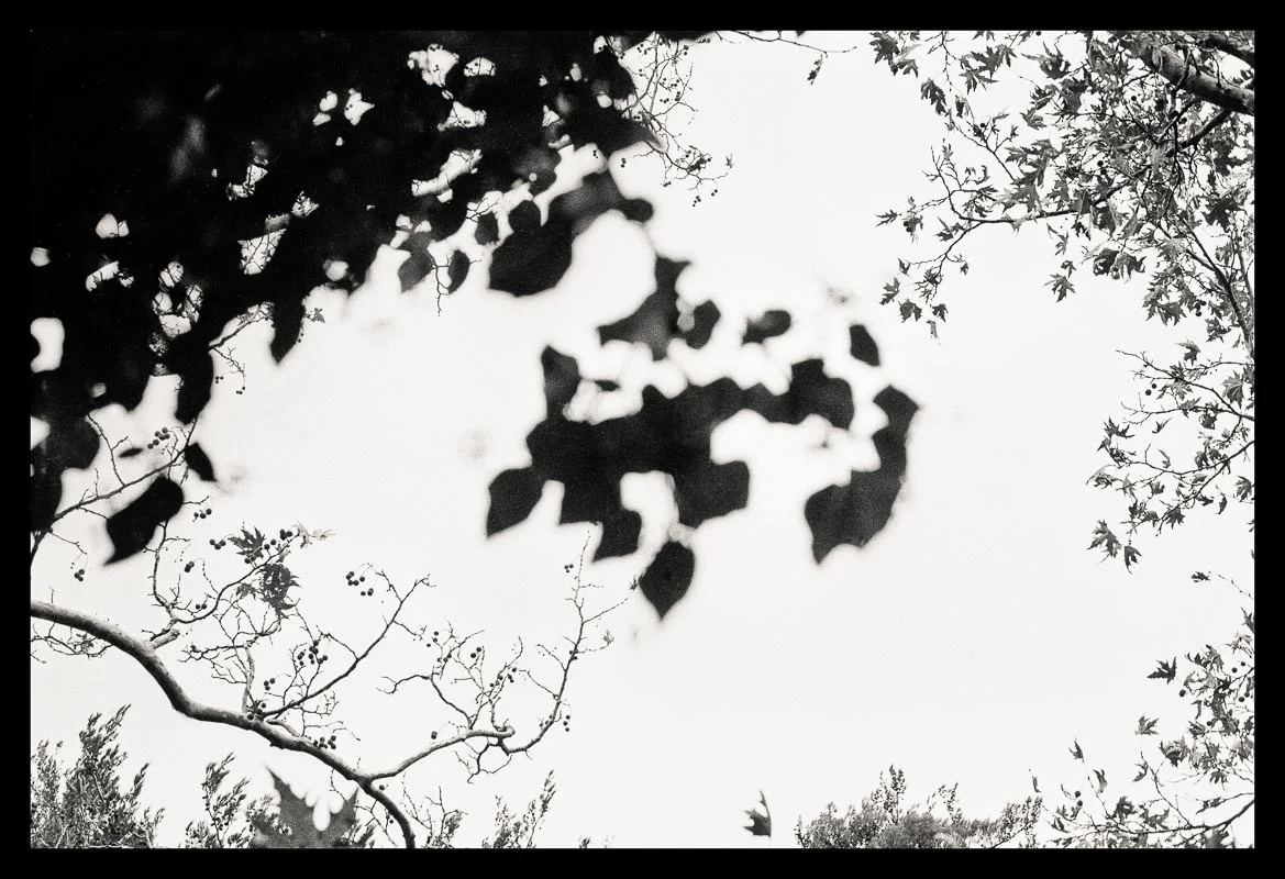 Tree Lines_ 25 --- final_40x40_border.jpg