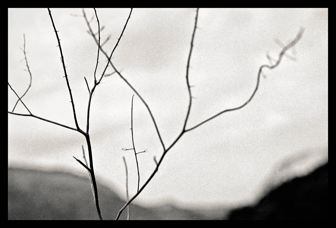Tree Lines_ 29 --- final_40x40_border.jpg