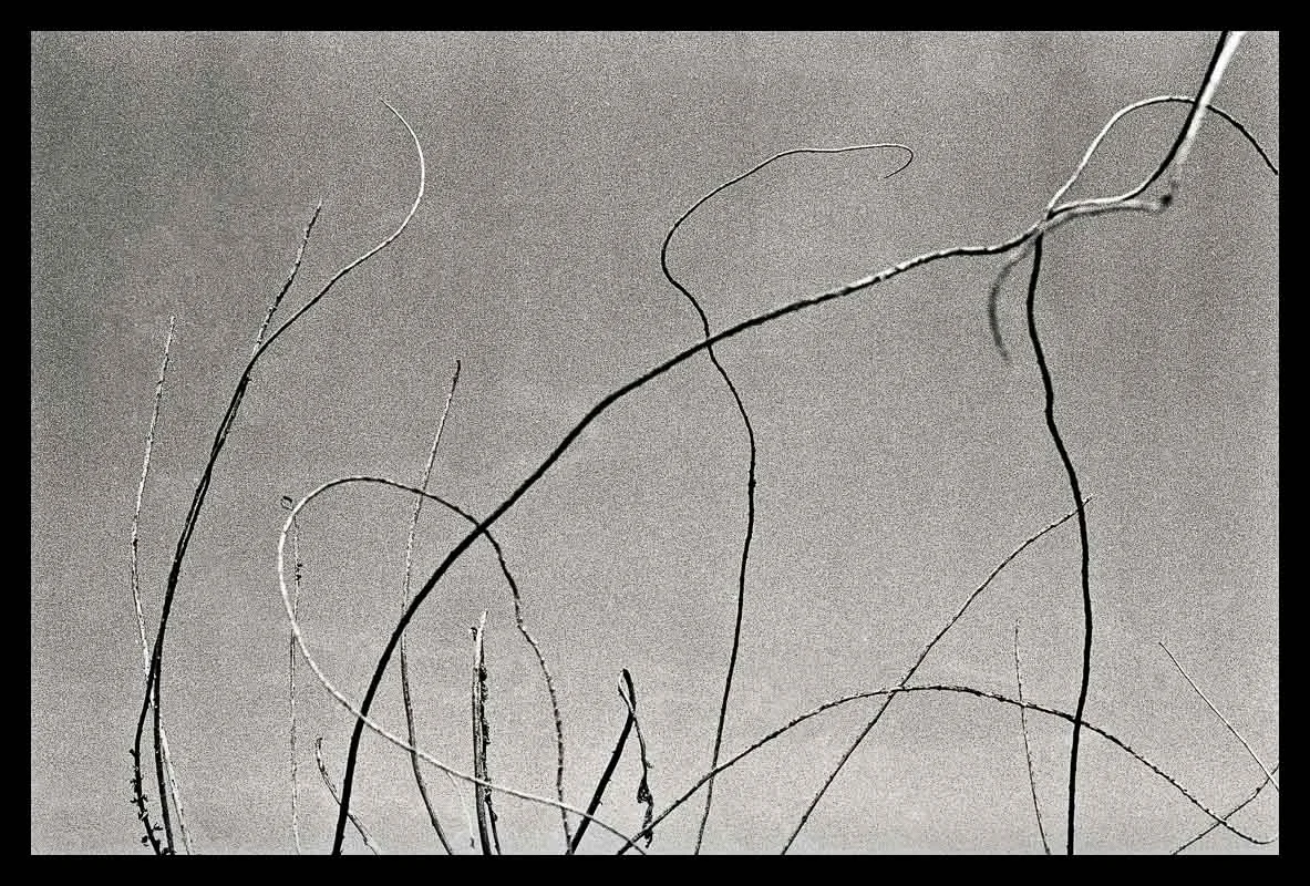 Tree Lines_ 28 --- final_40x40_border.jpg