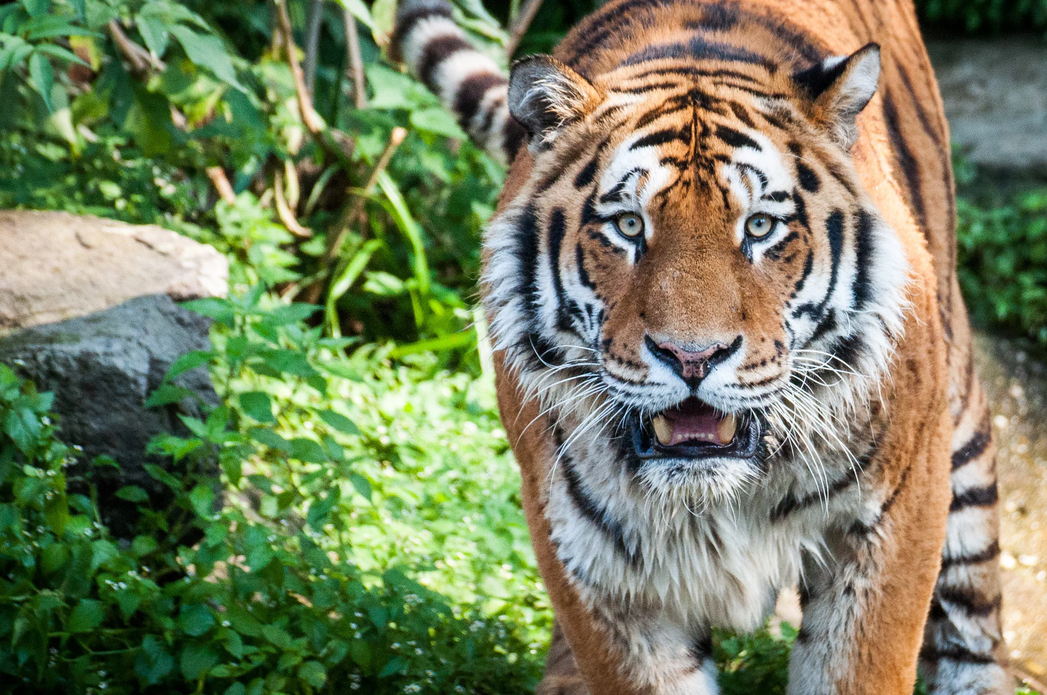 Fotokurs im Kölner Zoo - Plätze frei