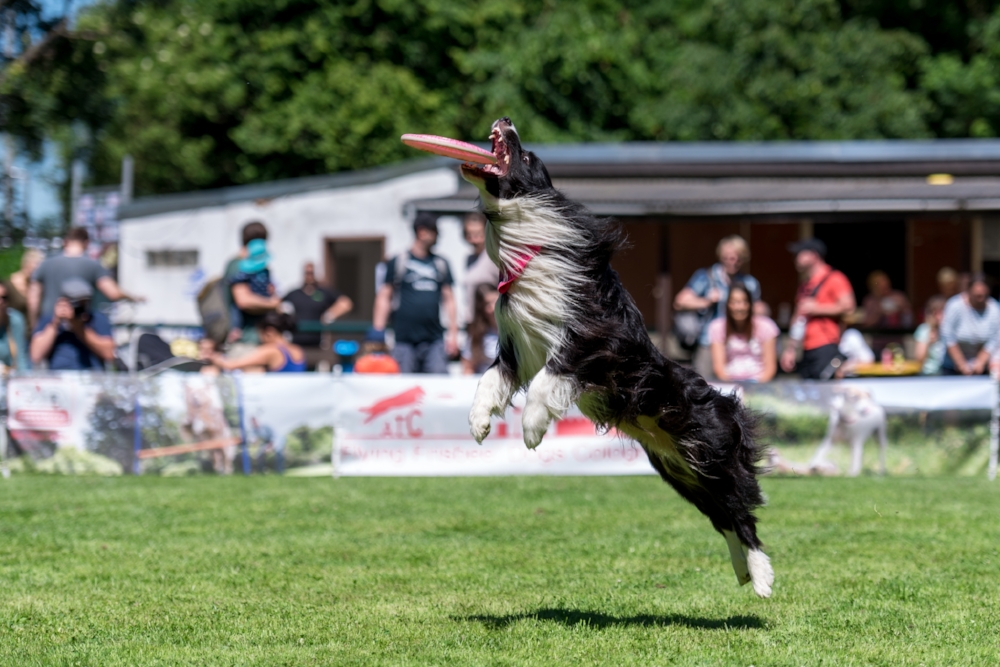 Dog-Frisbee Köln 2017