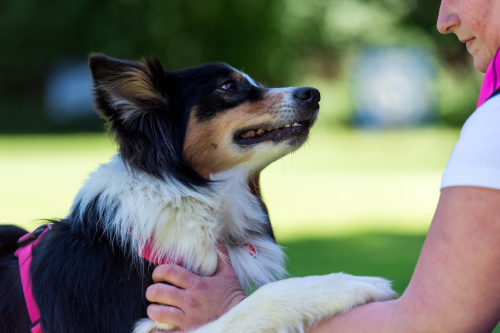 Dog-Frisbee Köln 2017