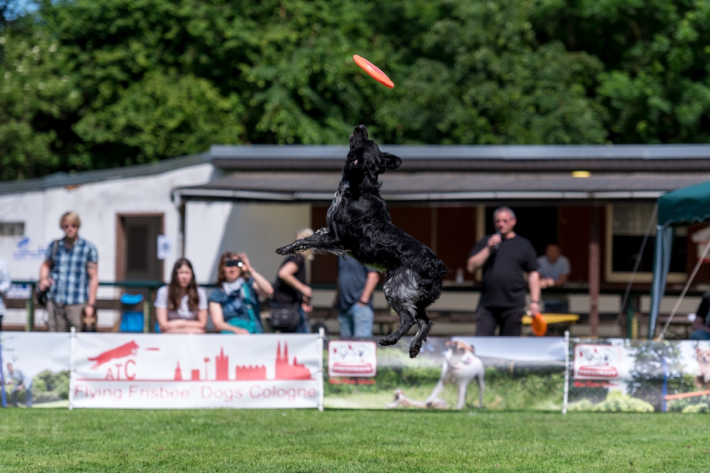 Dog-Frisbee Köln 2017