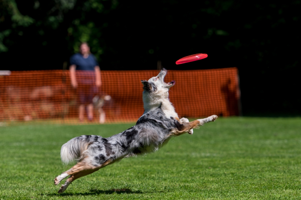 Dog-Frisbee Köln 2017